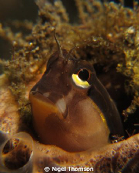 Small Blenny peering from his tubular home in Timor-Leste. by Nigel Thomson 